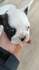 Френски булдочета | Кучета  - Пазарджик - image 6