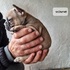 Френски булдочета | Кучета  - Стара Загора - image 0