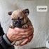 Френски булдочета | Кучета  - Стара Загора - image 1