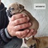 Френски булдочета | Кучета  - Стара Загора - image 3