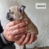 Френски булдочета | Кучета  - Стара Загора - image 4