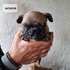 Френски булдочета | Кучета  - Стара Загора - image 9