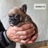 Френски булдочета | Кучета  - Стара Загора - image 10