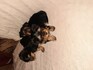 Кученца йорки брадче и сестриче на а 47 дни | Кучета  - Стара Загора - image 1