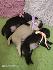 Чистокръвни бебета мопс | Кучета  - Стара Загора - image 1