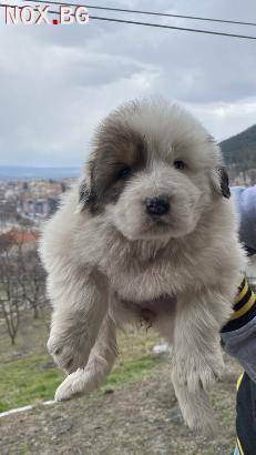 Българско овчарско куче(каракачанско) | Кучета | Шумен