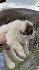 Българско овчарско куче(каракачанско) | Кучета  - Шумен - image 1