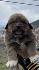 Българско овчарско куче(каракачанско) | Кучета  - Шумен - image 4