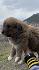 Българско овчарско куче(каракачанско) | Кучета  - Шумен - image 5