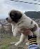 Българско овчарско куче(каракачанско) | Кучета  - Шумен - image 6