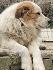 Българско овчарско куче(каракачанско) | Кучета  - Шумен - image 7