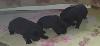 Продавам изгодно черни лабрадори! | Кучета  - Ямбол - image 2