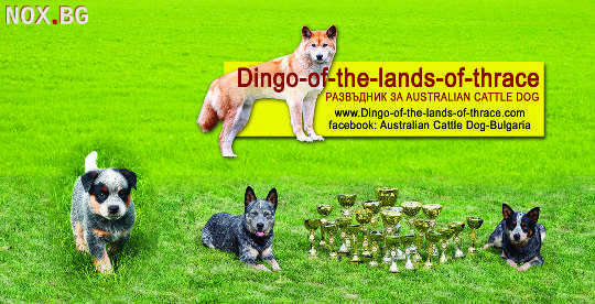 Продава кученца Australian Cattle Dog | Кучета | Хасково
