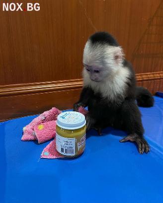 Capuchin Baby Available | Екзотични | Благоевград