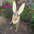2906 Декоративно дървено зайче украса за градината | Дом и Градина  - Добрич - image 7
