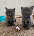 Сини британски котенца с къса коса-Котки