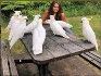 Папагали от сярно гребено какаду | Птици  - Бургас - image 0