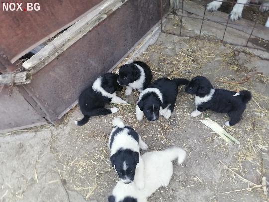 Продавам малки български овчарски кучета (БОК) | Кучета | Сливен