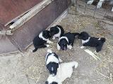 Продавам малки български овчарски кучета (БОК)-Кучета