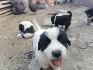 Продавам малки български овчарски кучета (БОК) | Кучета  - Сливен - image 2
