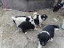 Продавам малки български овчарски кучета (БОК) | Кучета  - Сливен - image 3