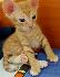 Продавам котенца от породата Донски сфинкс | Котки  - София-град - image 1