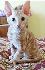Продавам котенца от породата Донски сфинкс | Котки  - София-град - image 2