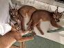 Налични котенца сервал и каракал | Котки  - Разград - image 6