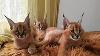 Налични котенца сервал и каракал | Котки  - Разград - image 2