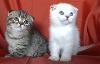 Шотландски късокосмести котенца | Котки  - София-град - image 6