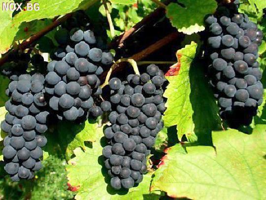 Продавам грозде – винени сортове – Памид, Каберне совиньон | Храни, Напитки | Пазарджик