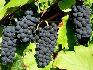 Продавам грозде – винени сортове – Памид, Каберне совиньон | Храни, Напитки  - Пазарджик - image 0