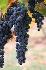Продавам грозде – винени сортове – Памид, Каберне совиньон | Храни, Напитки  - Пазарджик - image 2