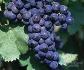 Продавам грозде – винени сортове – Памид, Каберне совиньон | Храни, Напитки  - Пазарджик - image 3