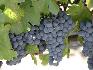 Продавам грозде – винени сортове – Памид, Каберне совиньон | Храни, Напитки  - Пазарджик - image 5