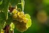 Продавам грозде – винени сортове – Памид, Каберне совиньон | Храни, Напитки  - Пазарджик - image 6