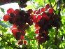 Продавам грозде – винени сортове – Памид, Каберне совиньон | Храни, Напитки  - Пазарджик - image 7