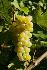 Продавам грозде – винени сортове – Памид, Каберне совиньон | Храни, Напитки  - Пазарджик - image 8