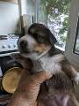 Продавам малки сладки кученца Померан-Кучета