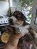Продавам малки сладки кученца Померан | Кучета  - Добрич - image 0
