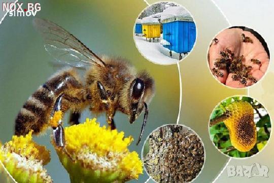 Казеинов протеин млечен 85 % за подхранване на пчели. | Храни и Добавки | София-град