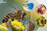 Казеинов протеин млечен 85 % за подхранване на пчели.-Храни и Добавки