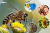 Казеинов протеин млечен 85 % за подхранване на пчели. | Храни и Добавки  - София-град - image 0