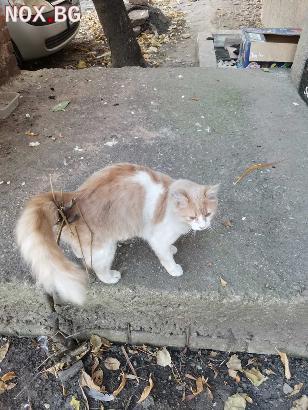 Подарявам домашно красиво пухкаво мъжко коте | Котки | София-град