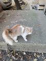 Подарявам домашно красиво пухкаво мъжко коте-Котки