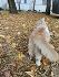 Подарявам домашно красиво пухкаво мъжко коте | Котки  - София-град - image 1