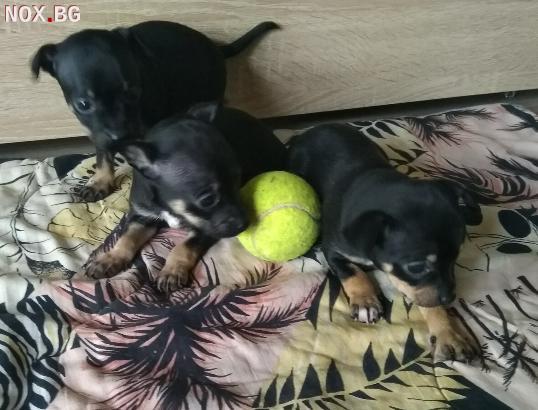 Три прекрасни момиченца и едно  момченце, мини пинчери | Кучета | Пазарджик