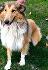 Кученца Коли (Шотландска овчарка) | Кучета  - Велико Търново - image 4