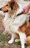 Кученца Коли (Шотландска овчарка) | Кучета  - Велико Търново - image 5