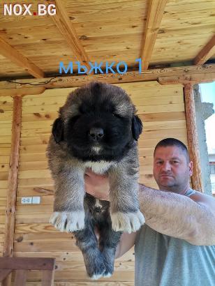 Кавказка овчарка | Кучета | Пазарджик